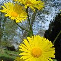 Doronicum orientale fleur